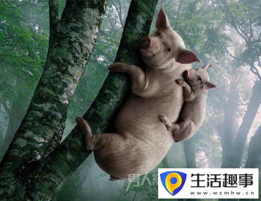 豬的搞笑瞬間：前一秒你還枕著豬 后一秒就把豬給賣了(圖2)