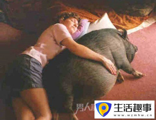 豬的搞笑瞬間：前一秒你還枕著豬 后一秒就把豬給賣了(圖3)