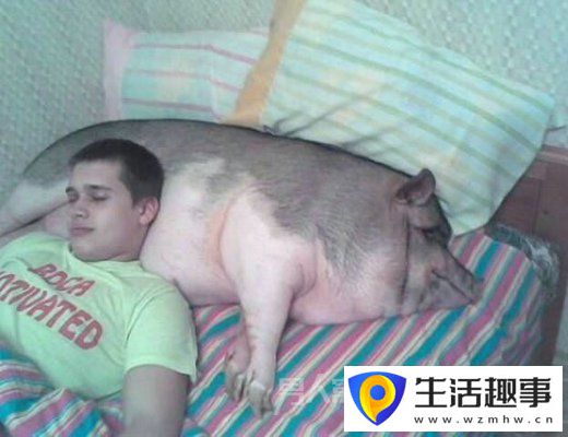 豬的搞笑瞬間：前一秒你還枕著豬 后一秒就把豬給賣了(圖4)