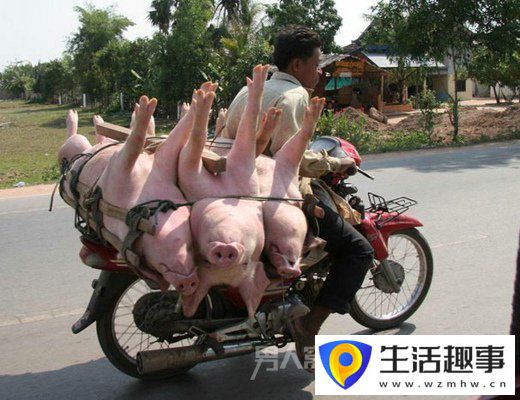 豬的搞笑瞬間：前一秒你還枕著豬 后一秒就把豬給賣了(圖5)