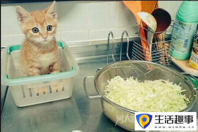 當廚房的香味飄來時 總有一些小動物亂入