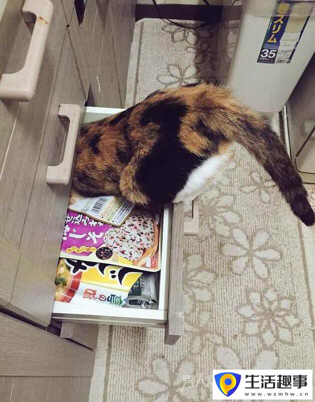 當廚房的香味飄來時 總有一些小動物亂入(圖4)