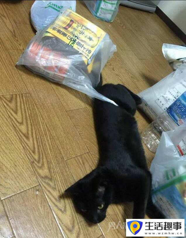 當廚房的香味飄來時 總有一些小動物亂入(圖5)