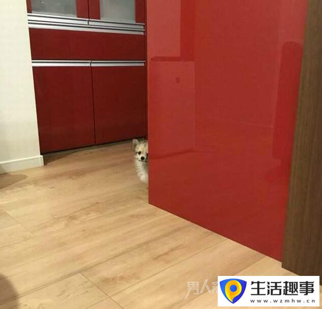 當廚房的香味飄來時 總有一些小動物亂入(圖7)