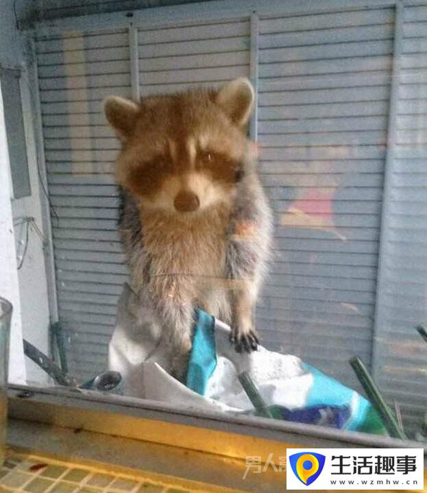 當廚房的香味飄來時 總有一些小動物亂入(圖8)