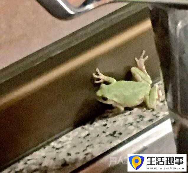 當廚房的香味飄來時 總有一些小動物亂入(圖9)