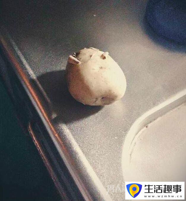 當廚房的香味飄來時 總有一些小動物亂入(圖10)