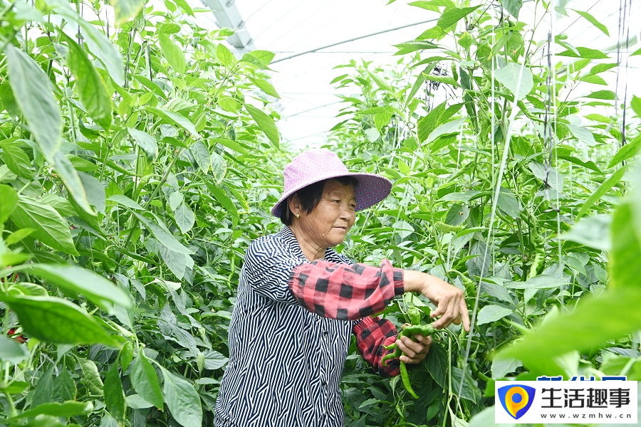 江西寧都：壯大特色產(chǎn)業(yè) 建設(shè)和美鄉(xiāng)村(圖1)