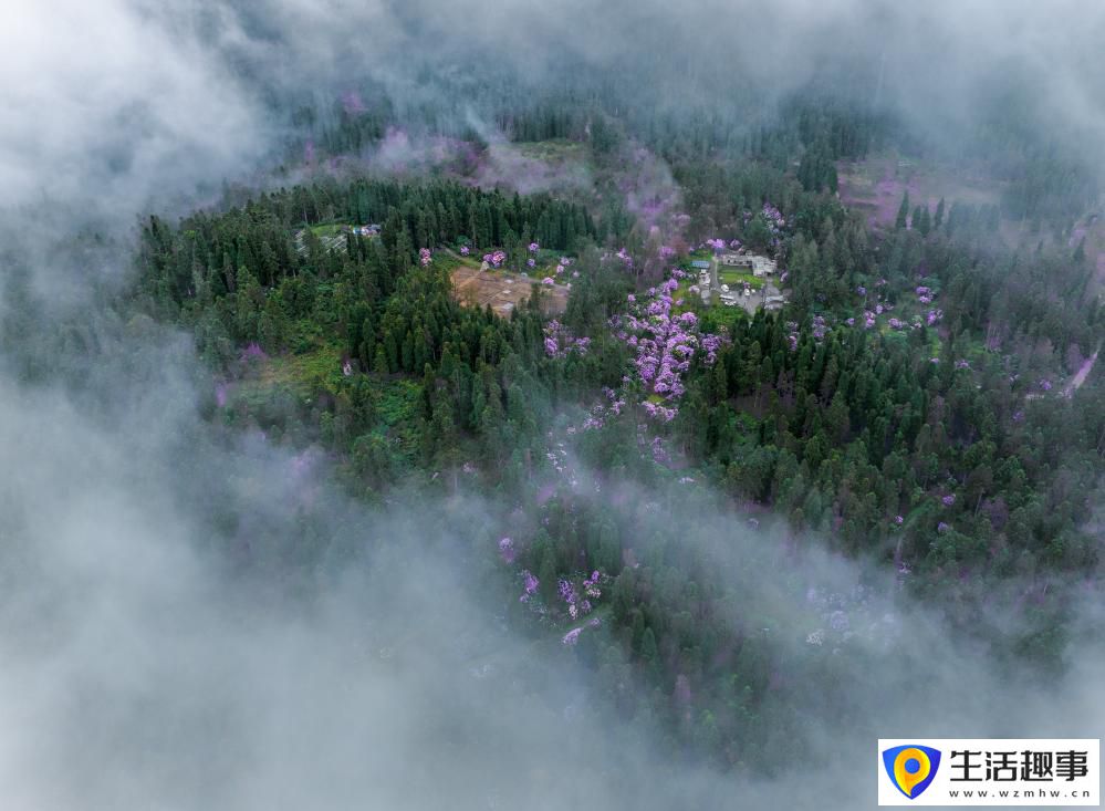扎根深山 守護杜鵑花家園
