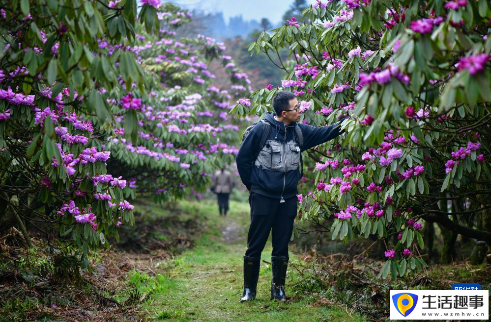 扎根深山 守護杜鵑花家園(圖4)