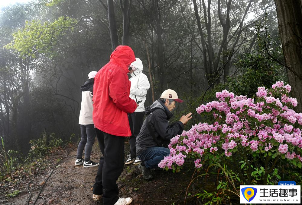 扎根深山 守護杜鵑花家園(圖5)