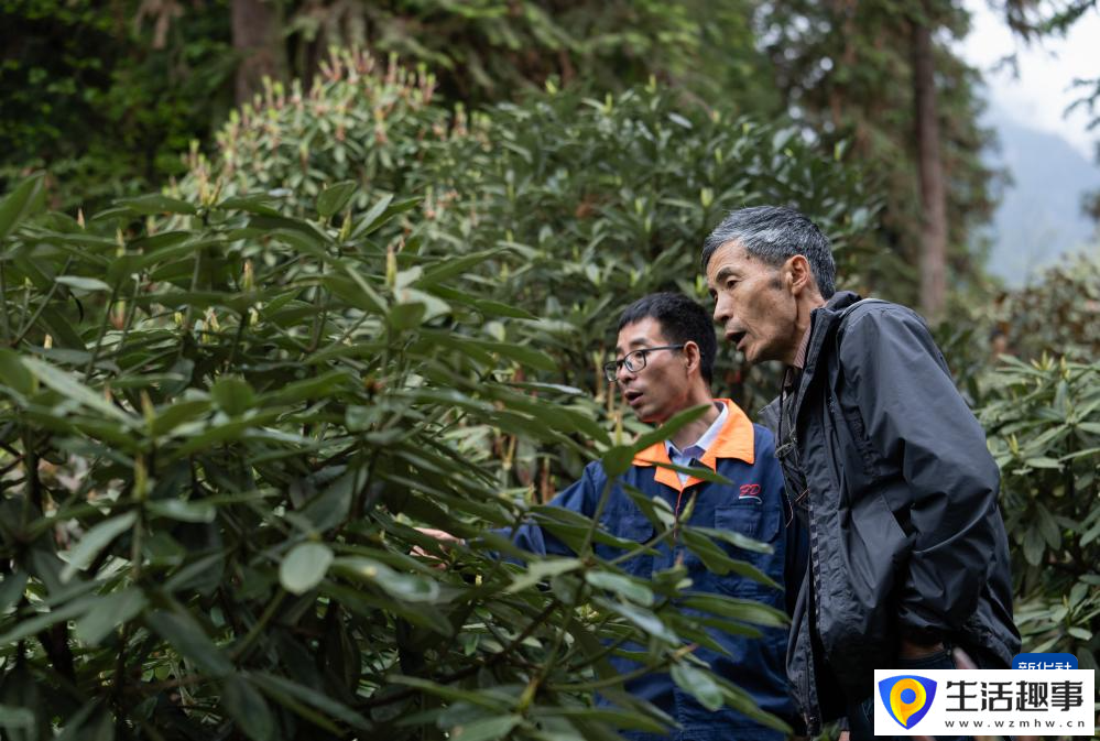 扎根深山 守護杜鵑花家園(圖8)