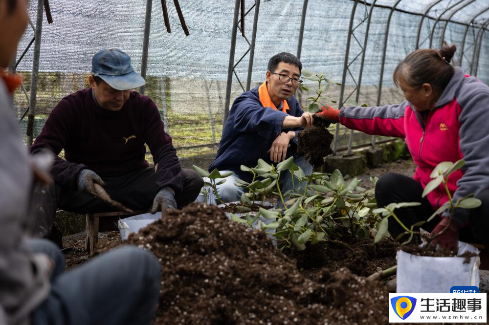 扎根深山 守護杜鵑花家園(圖10)