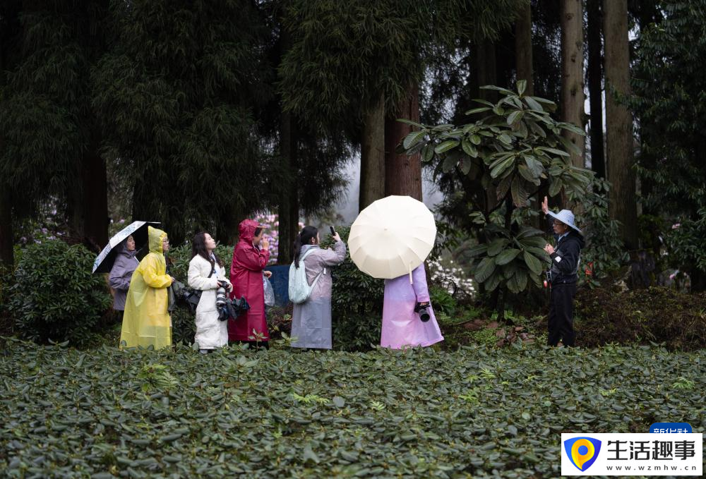 扎根深山 守護杜鵑花家園(圖11)