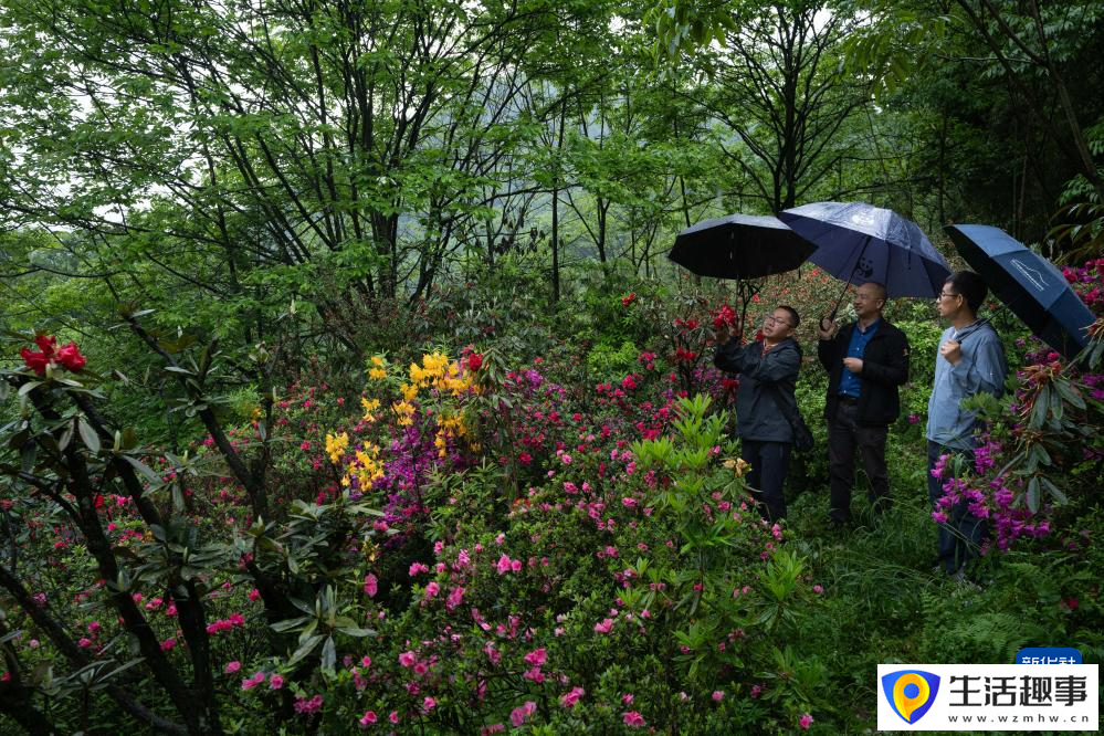 扎根深山 守護杜鵑花家園(圖15)