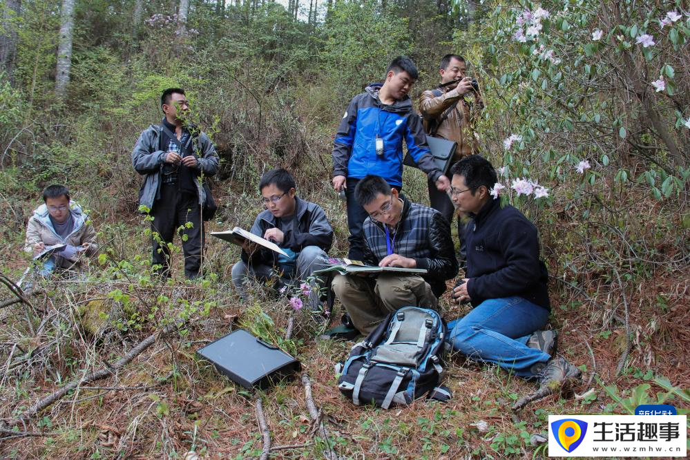 扎根深山 守護杜鵑花家園(圖16)