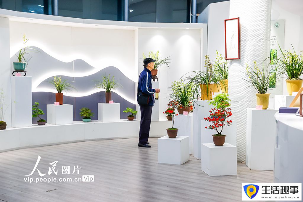 第六屆上海國際蘭展啟幕(圖3)