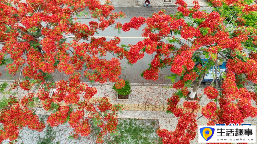 鳳凰花盛開似火(圖3)