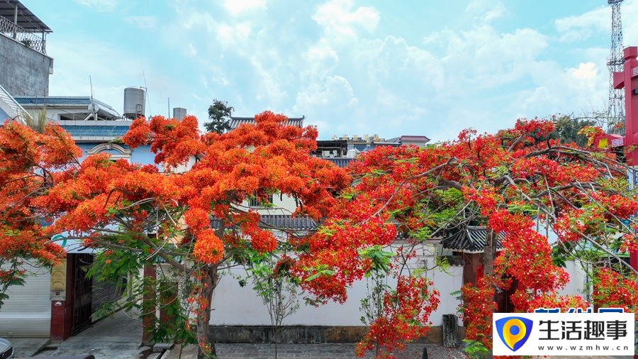 鳳凰花盛開似火(圖6)