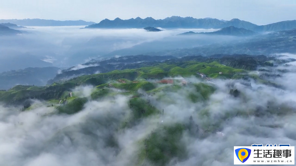 美！雨后茶園似仙境(圖5)