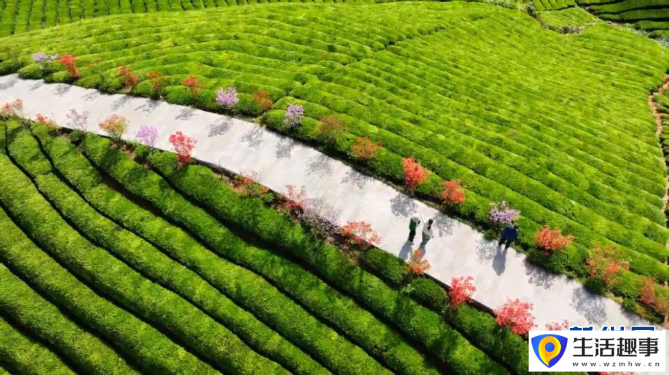 美！雨后茶園似仙境(圖6)