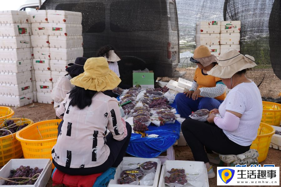 葡萄新鮮上市 農戶喜迎豐收(圖6)